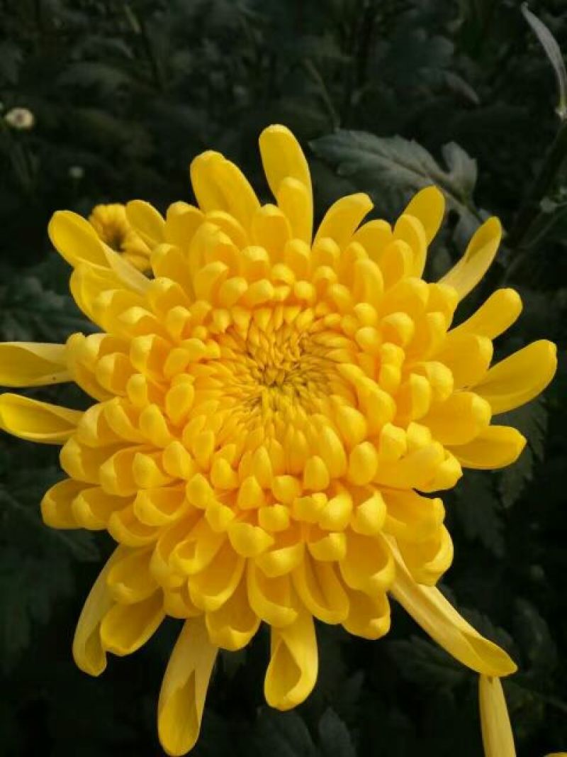 食用菊花
