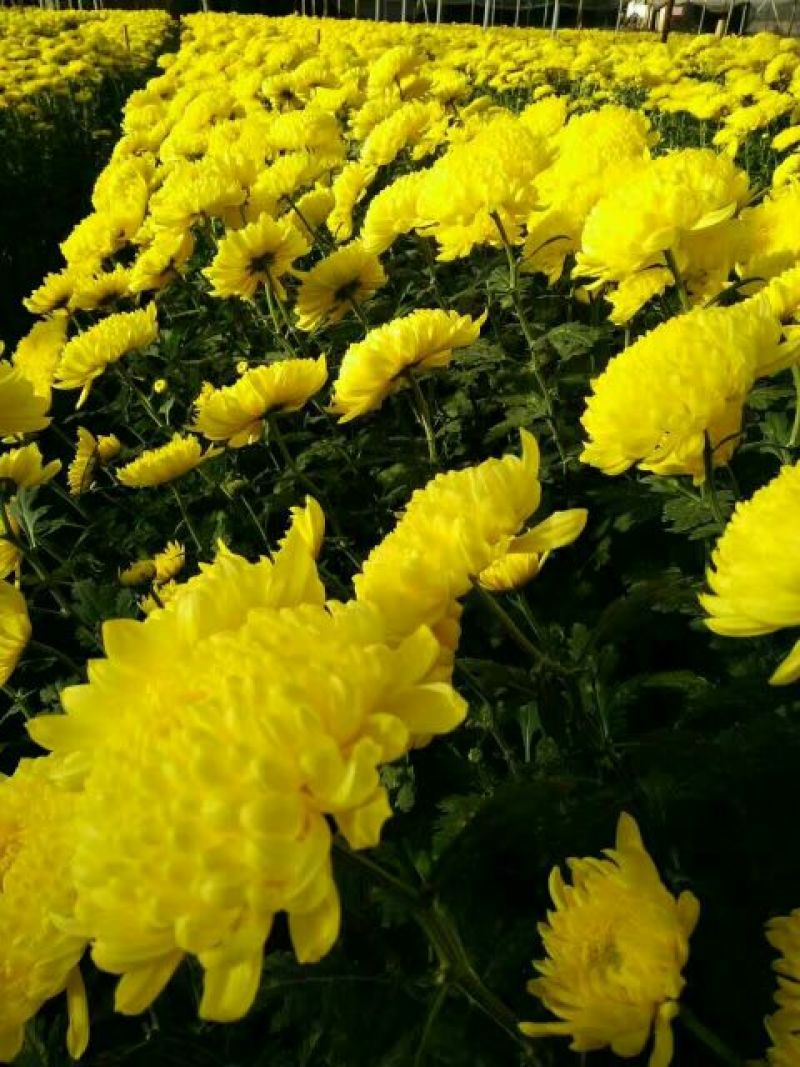 食用菊花