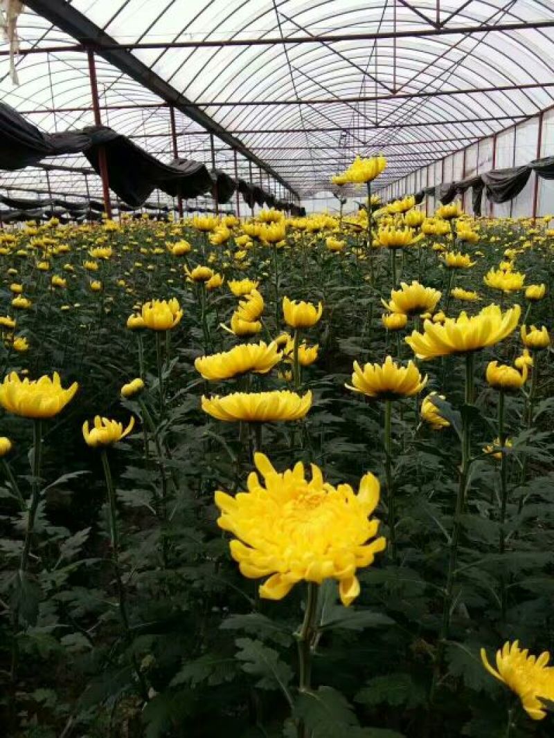 食用菊花