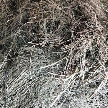 马鞭草