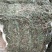 马鞭草