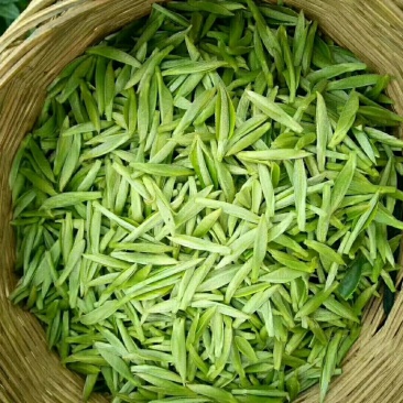 四川马边高山绿茶