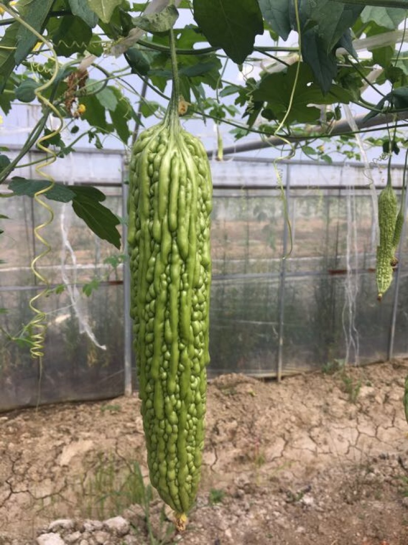 绿元帅7~8两