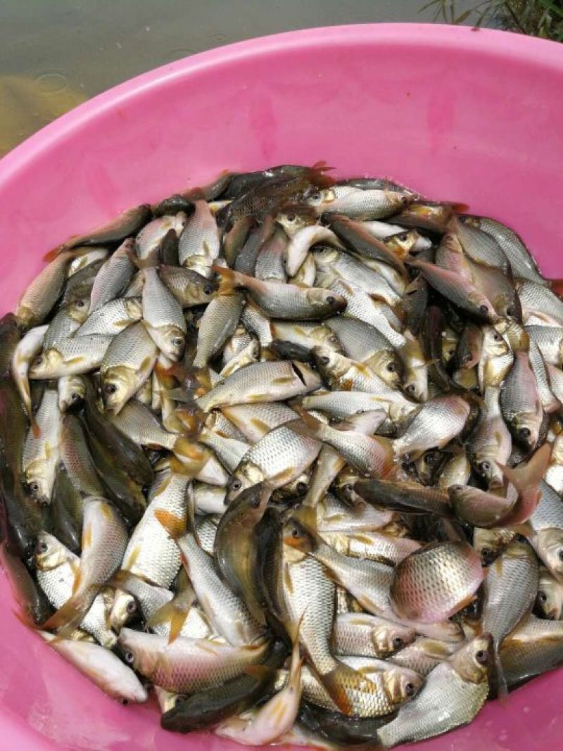 鲤鱼:一斤20条左右