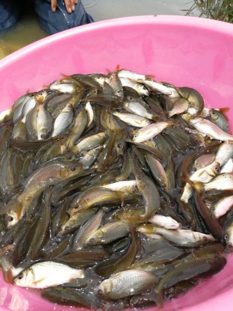 鲤鱼:一斤20条左右