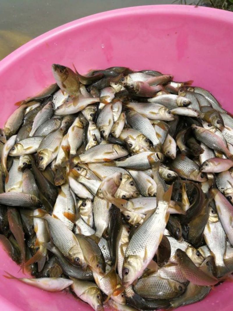 鲤鱼:一斤20条左右