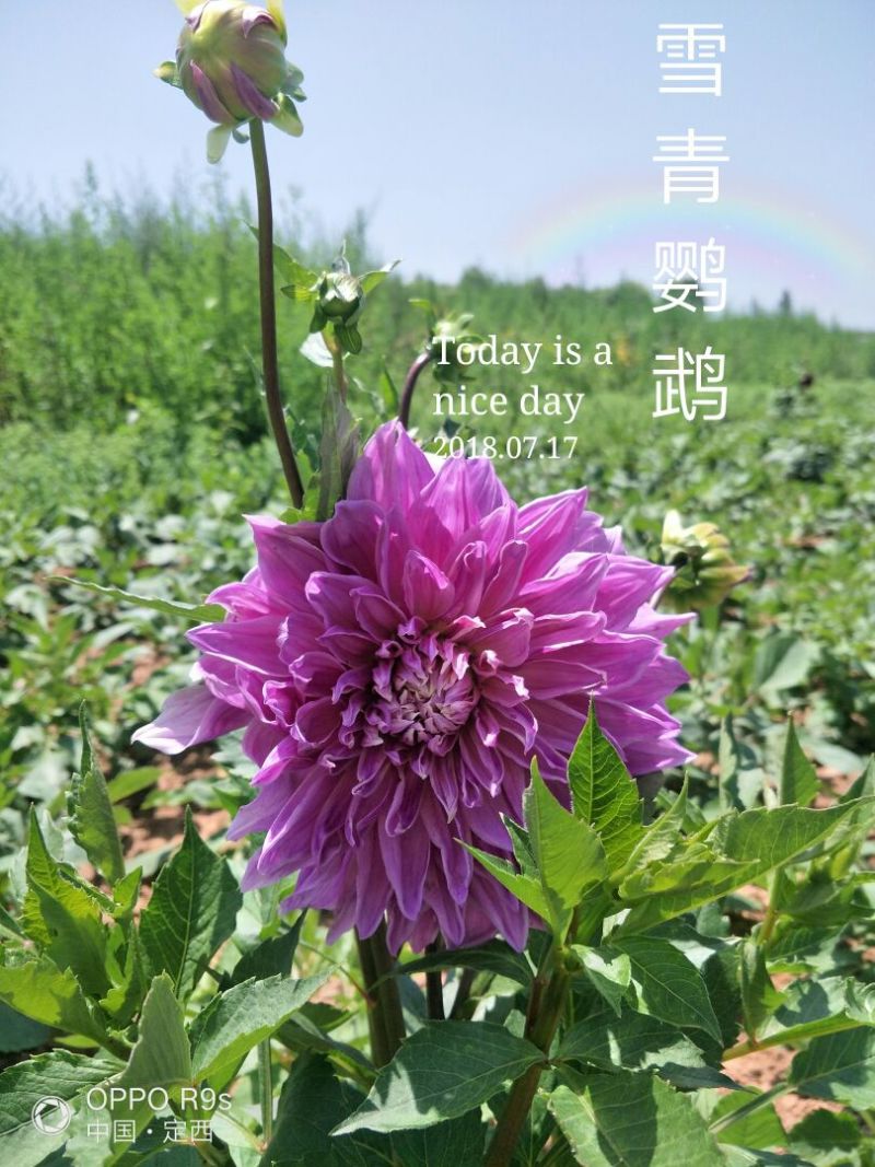 大丽花，甘肃大丽花，临洮大丽花，甘肃临洮大丽花