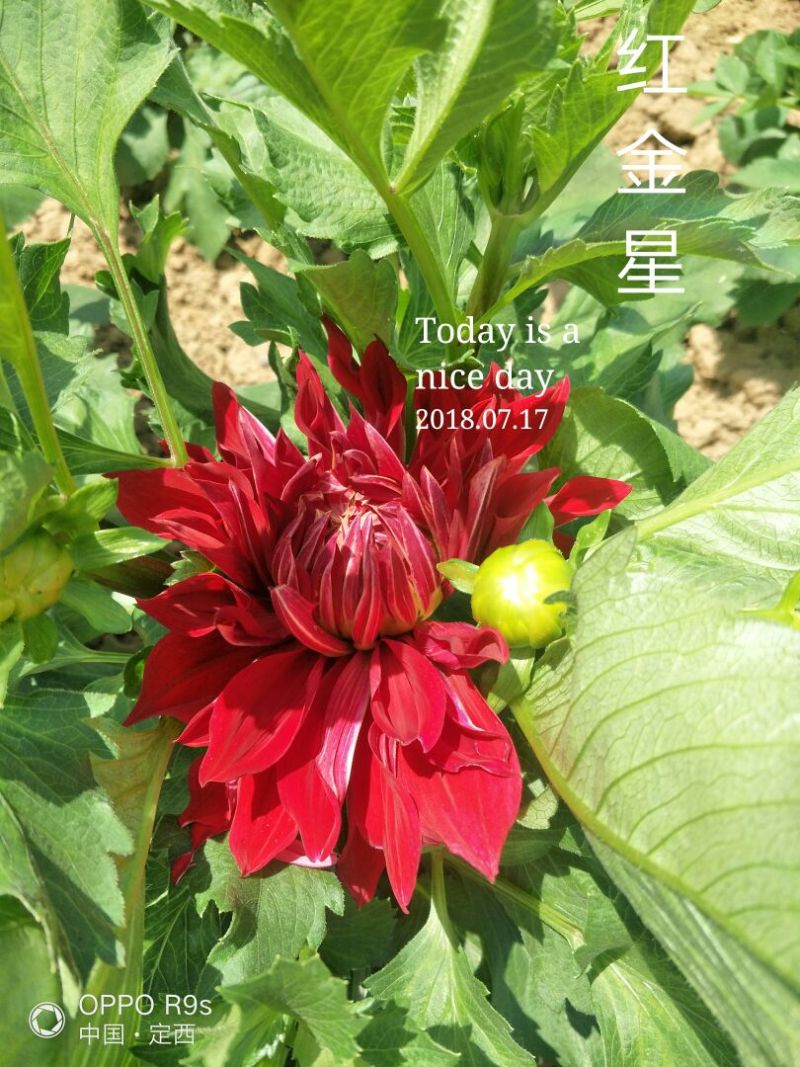 大丽花，甘肃大丽花，临洮大丽花，甘肃临洮大丽花