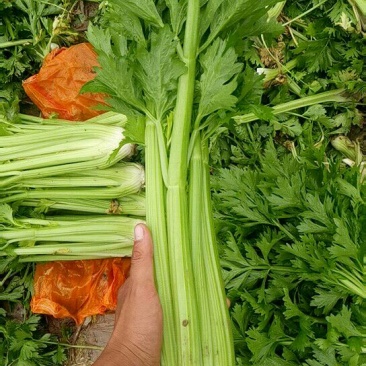 西芹