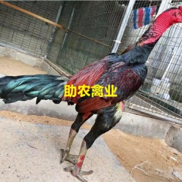 斗鸡苗