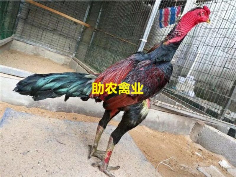 斗鸡苗