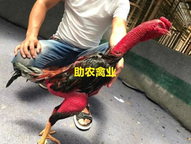 斗鸡苗
