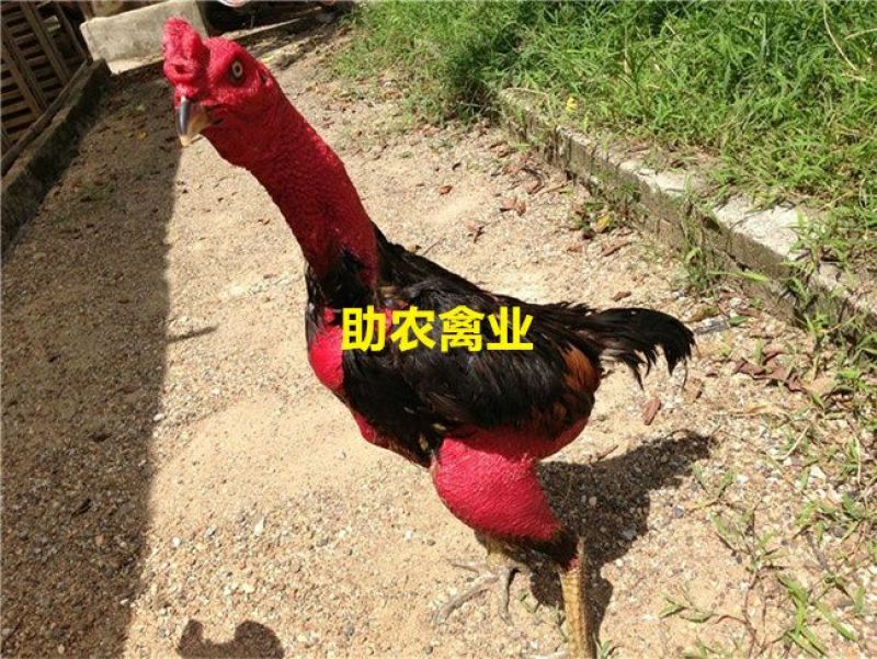 斗鸡苗
