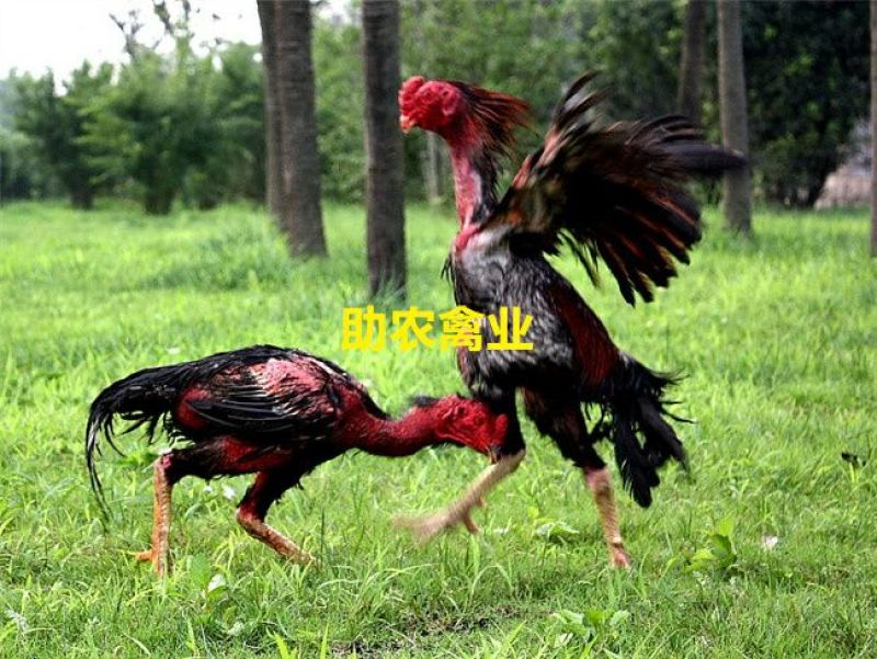 斗鸡苗
