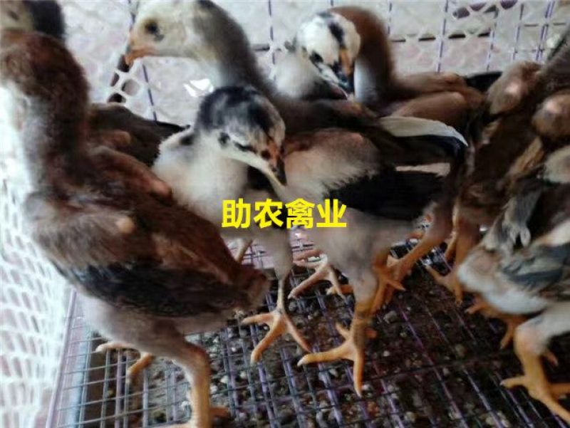 斗鸡苗