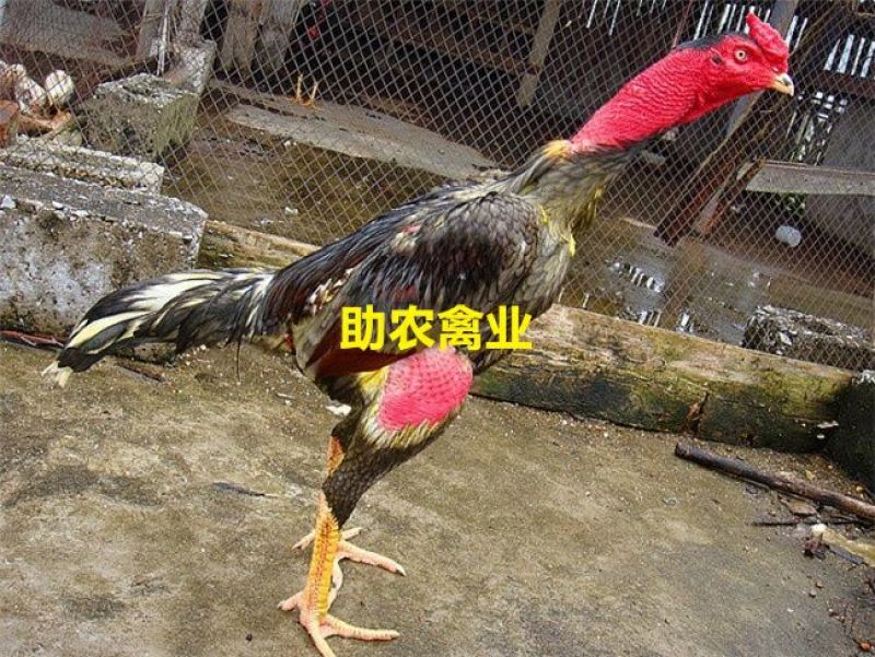 斗鸡苗