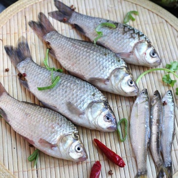 野生小鲤鱼鲫鱼。