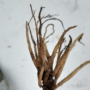 仙茅广西野生鲜货