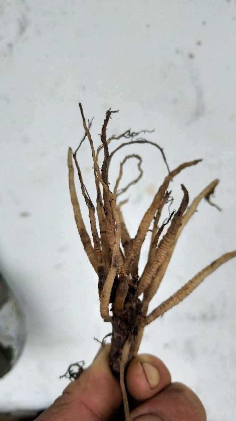 仙茅广西野生鲜货