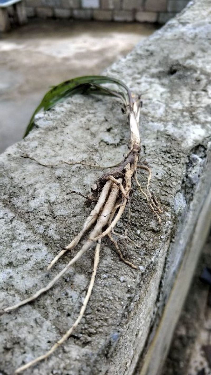 仙茅广西野生鲜货