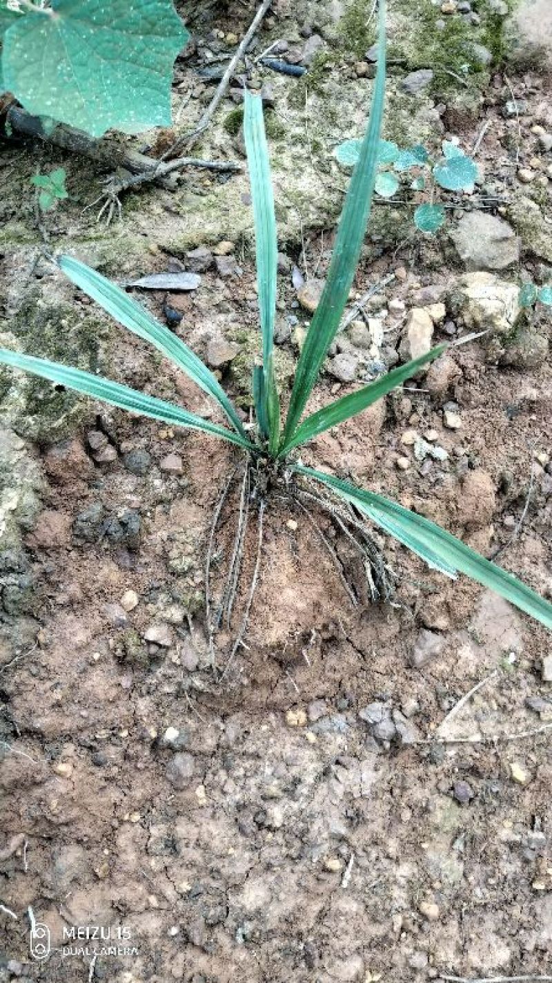 仙茅广西野生鲜货