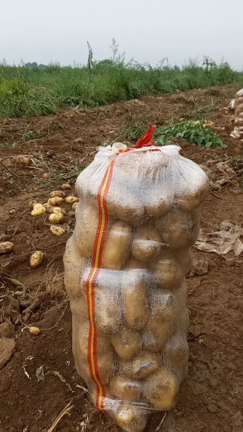 〈荷兰十五土豆〉个大色好-大量上市品种齐全质量保证