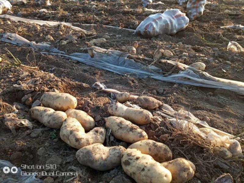 〈荷兰十五土豆〉个大色好-大量上市品种齐全质量保证