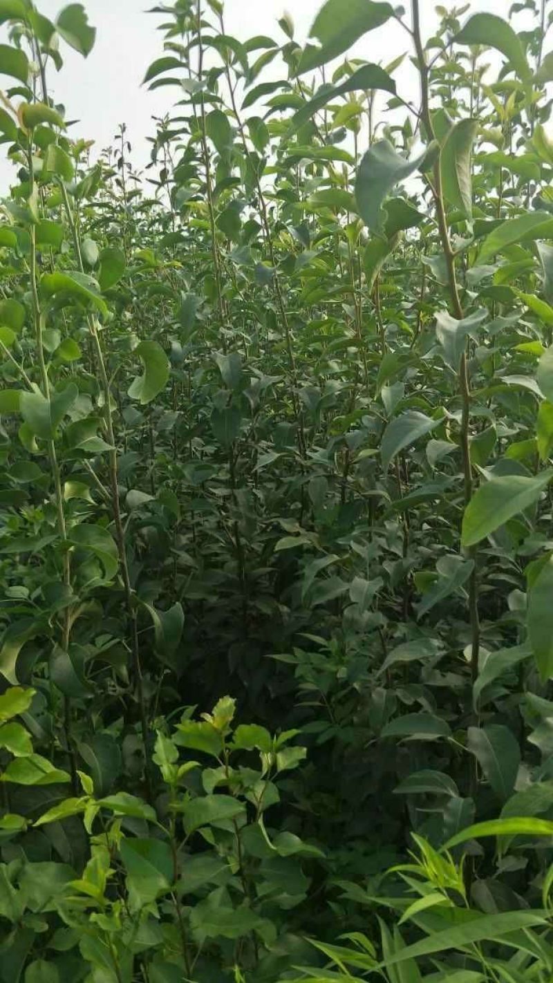 梨树苗