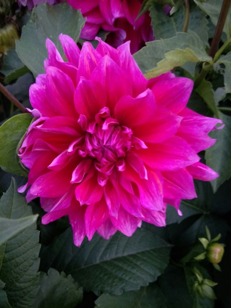 大丽花