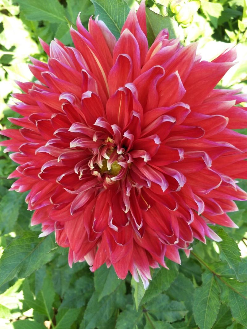 大丽花