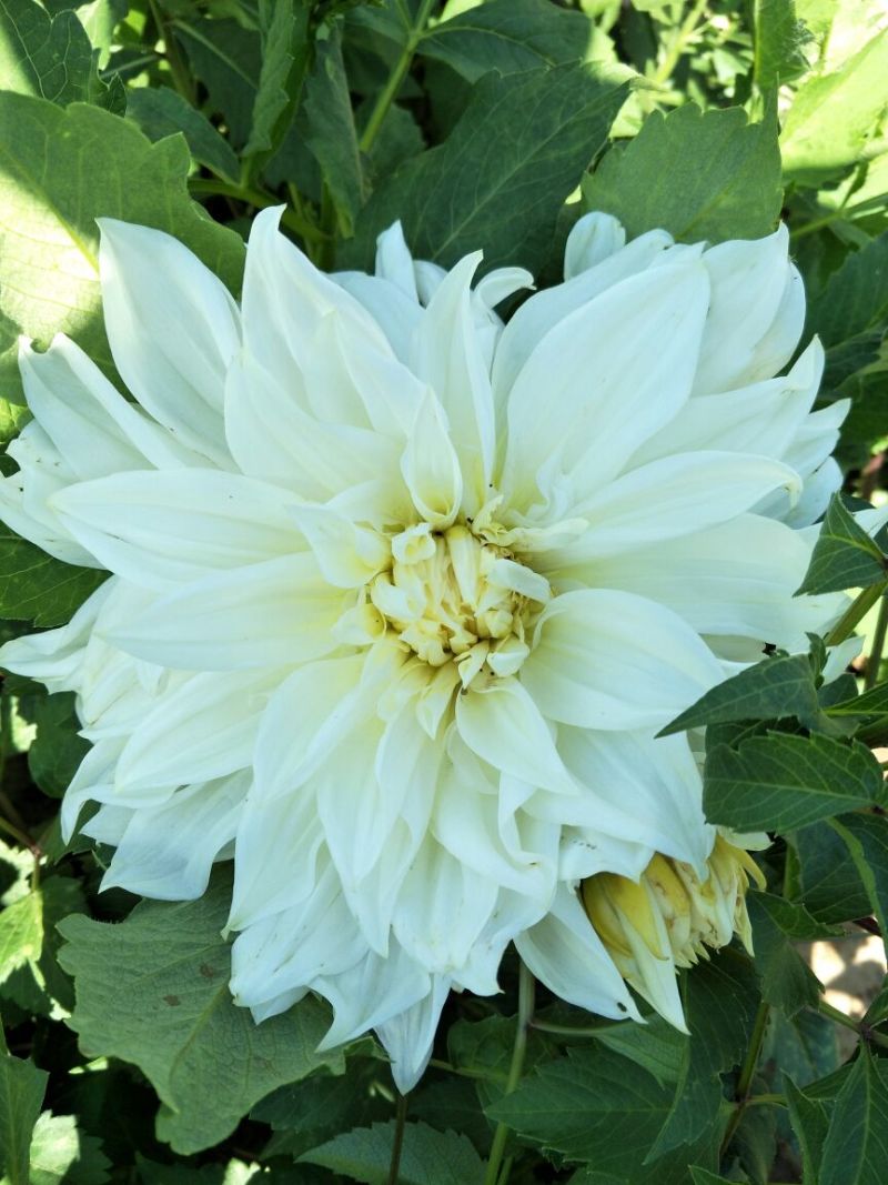 大丽花