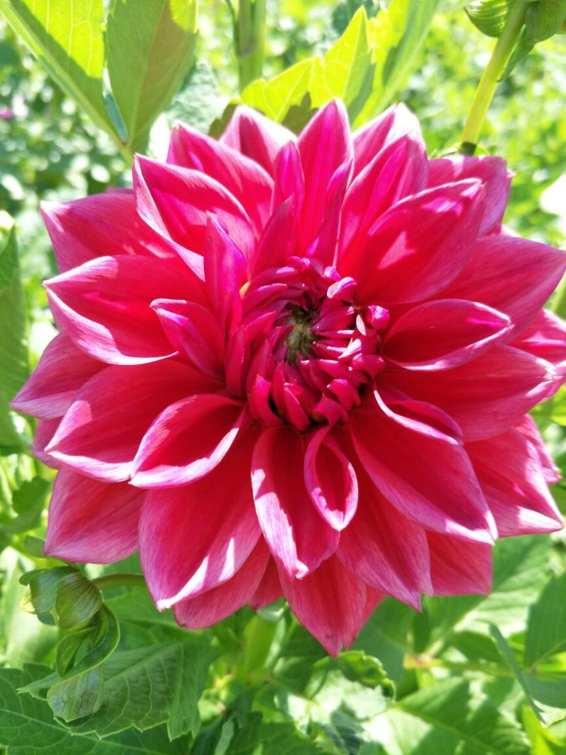 大丽花