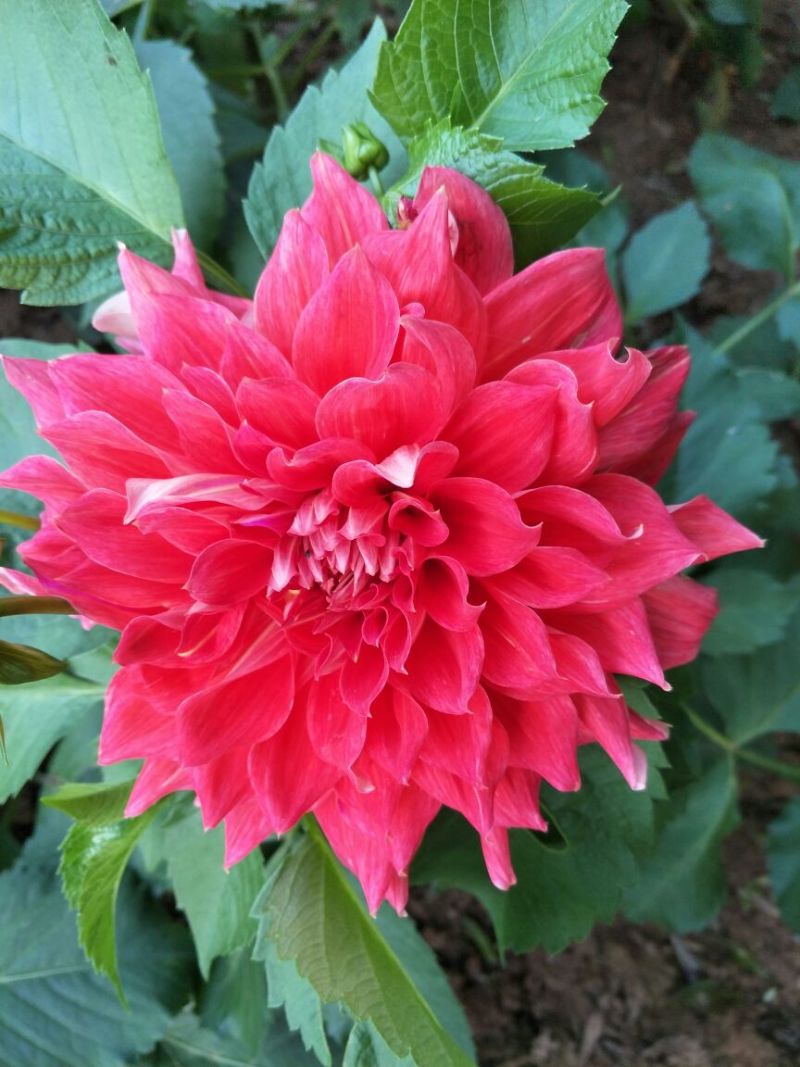 大丽花