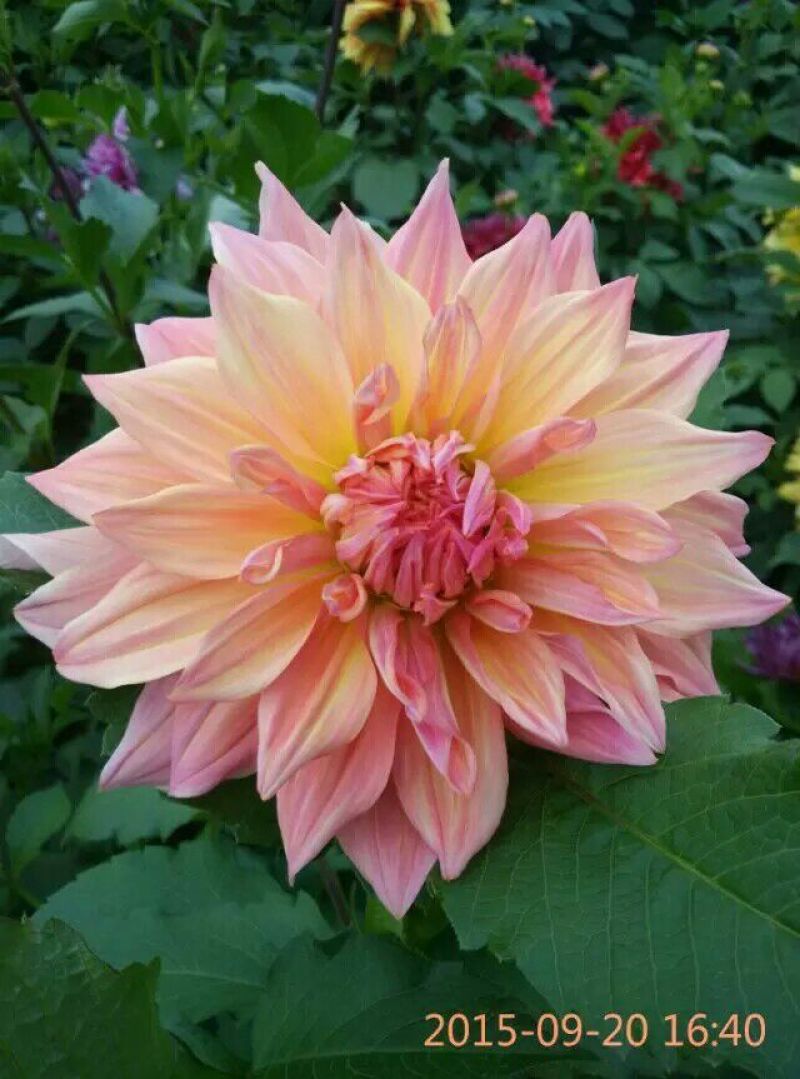 大丽花