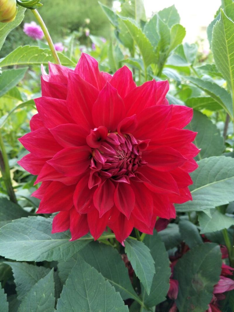 大丽花