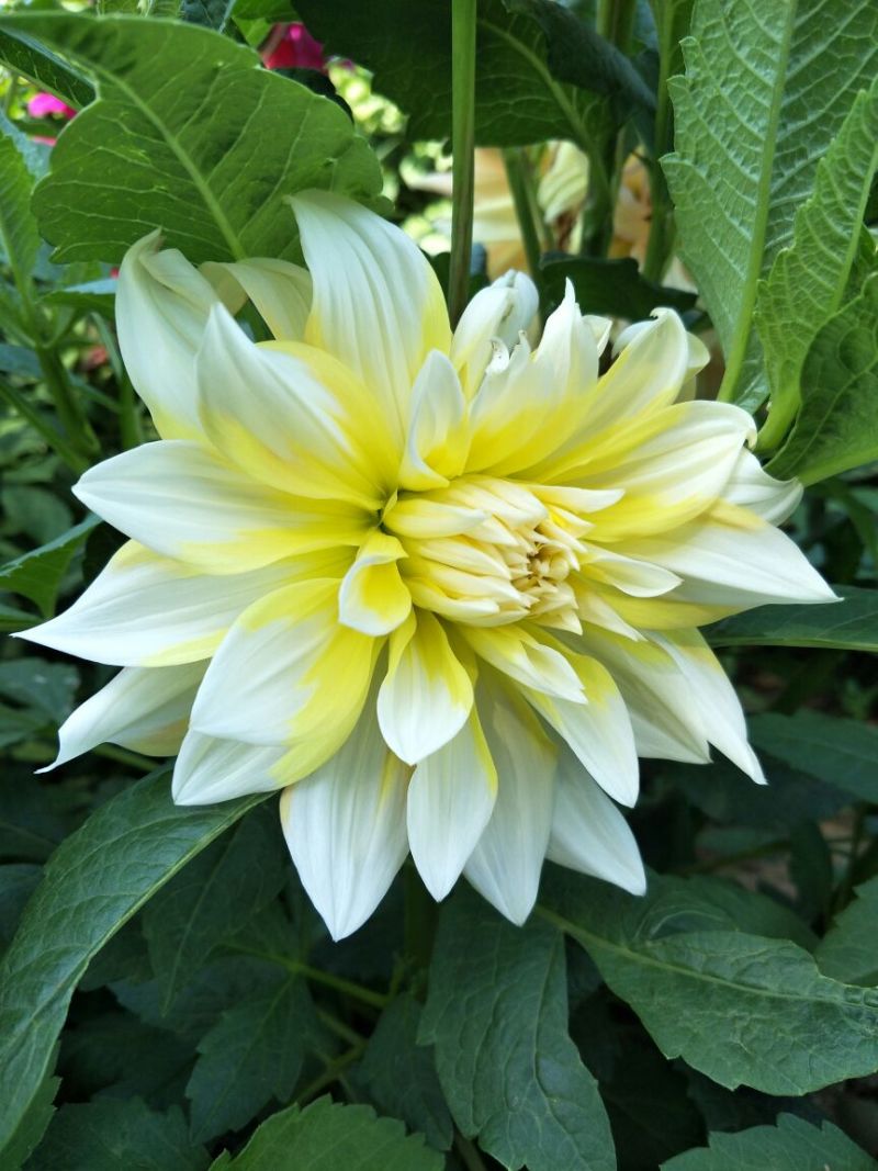 大丽花