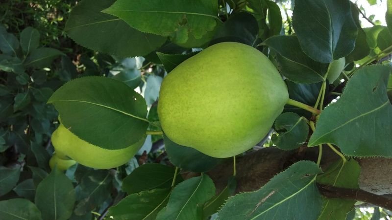 早酥梨信誉第一，诚信代办，欢迎新老客户订购。