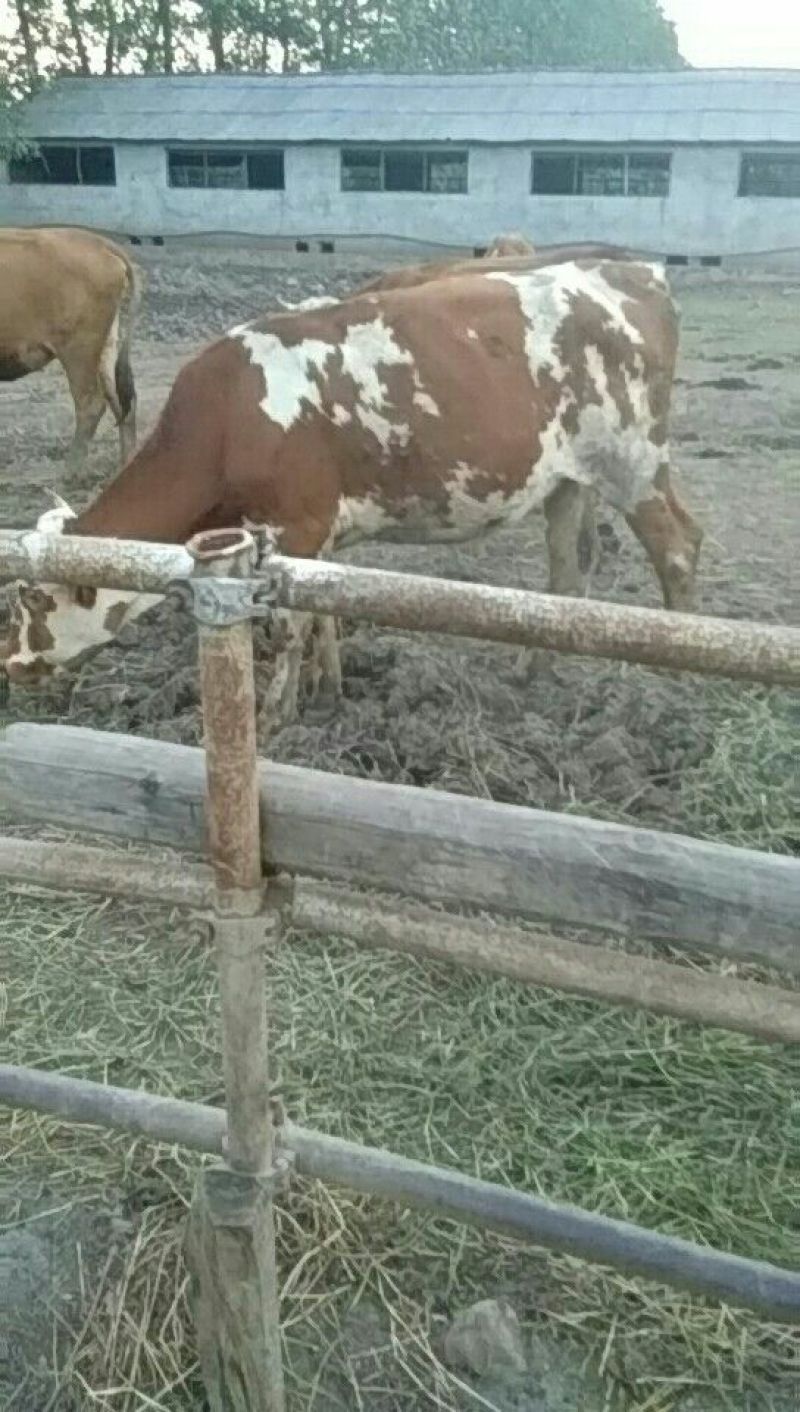 肉牛