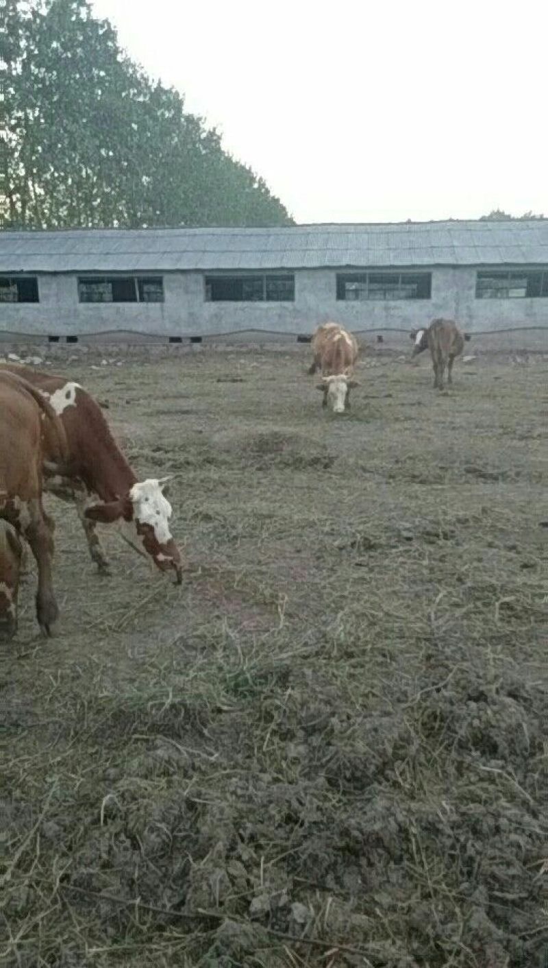 肉牛