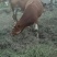 肉牛
