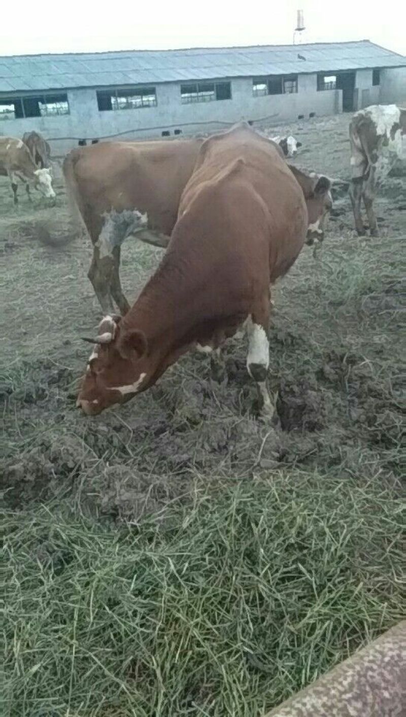 肉牛