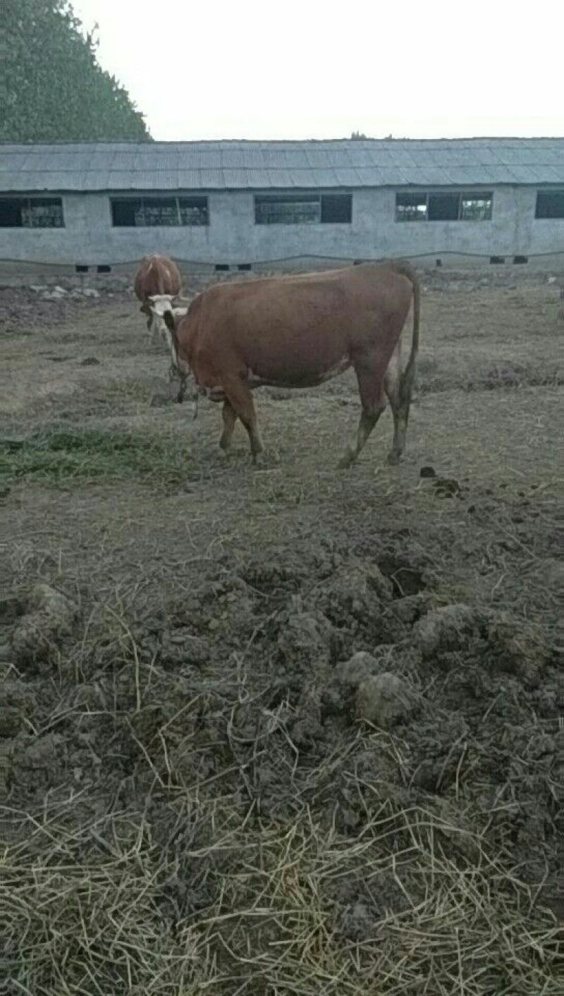 肉牛