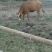 肉牛