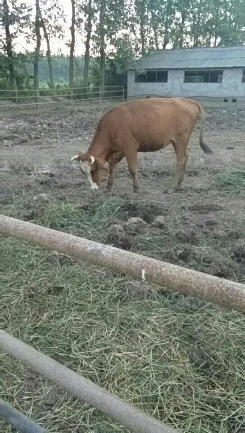 肉牛