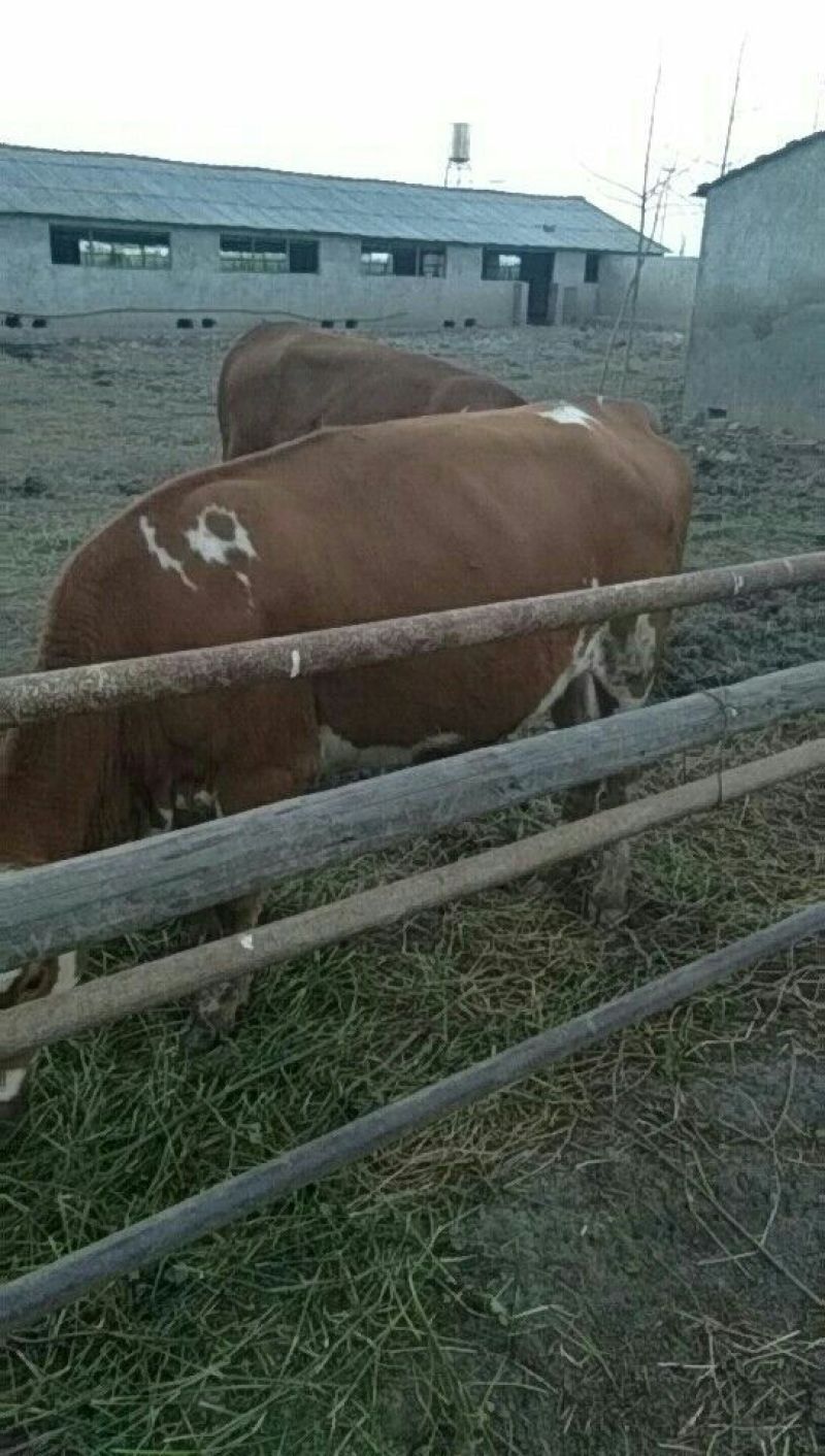 肉牛