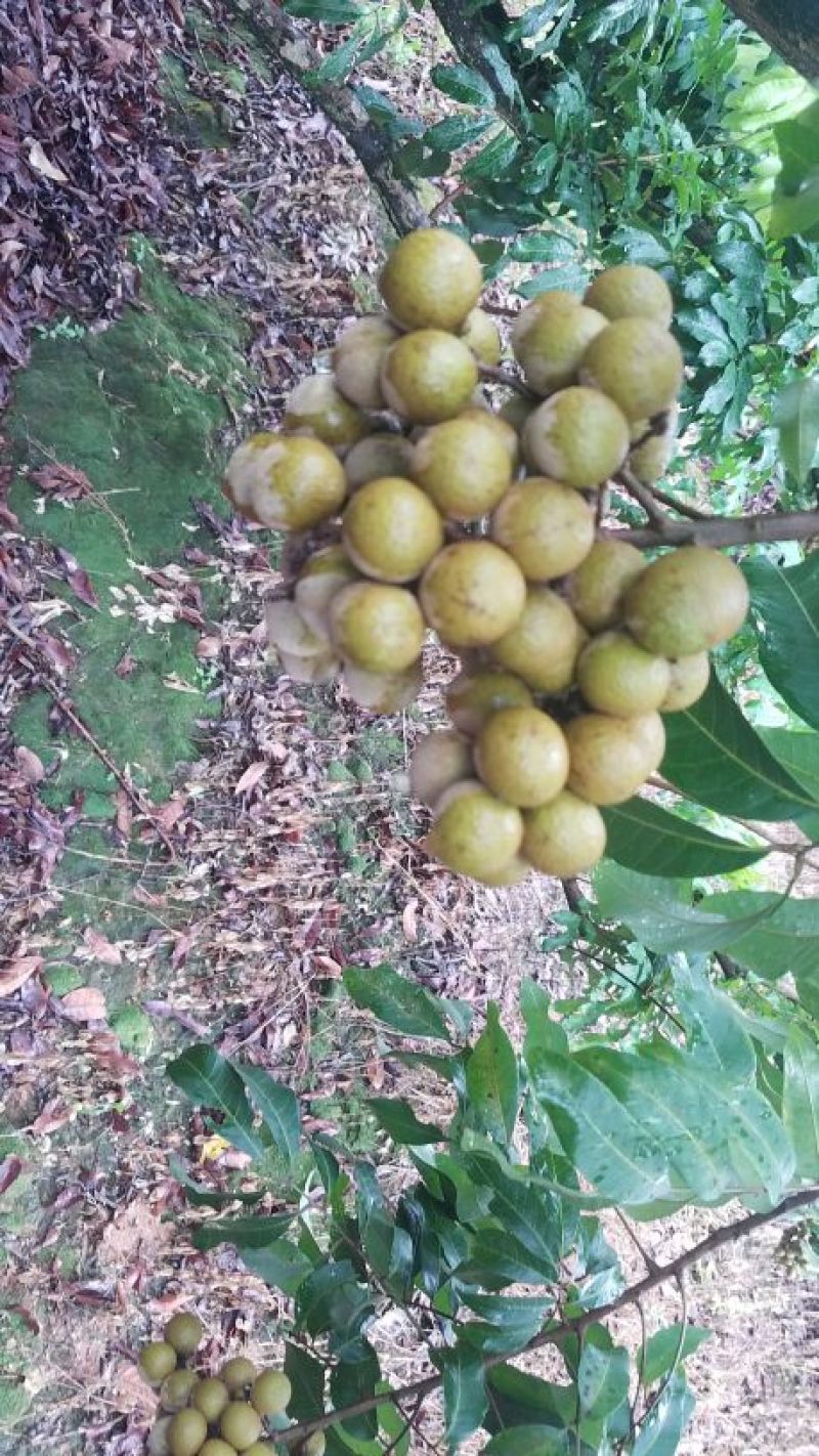 顶级石硖龙眼