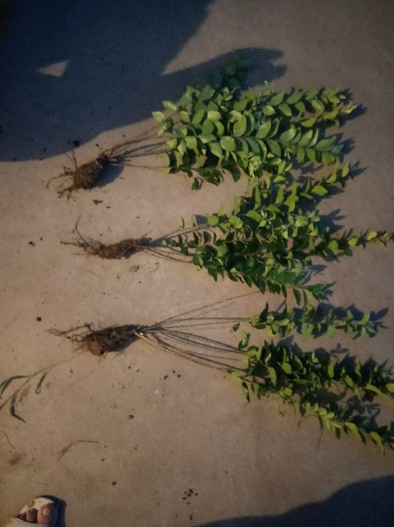 基地大量供应金叶女贞