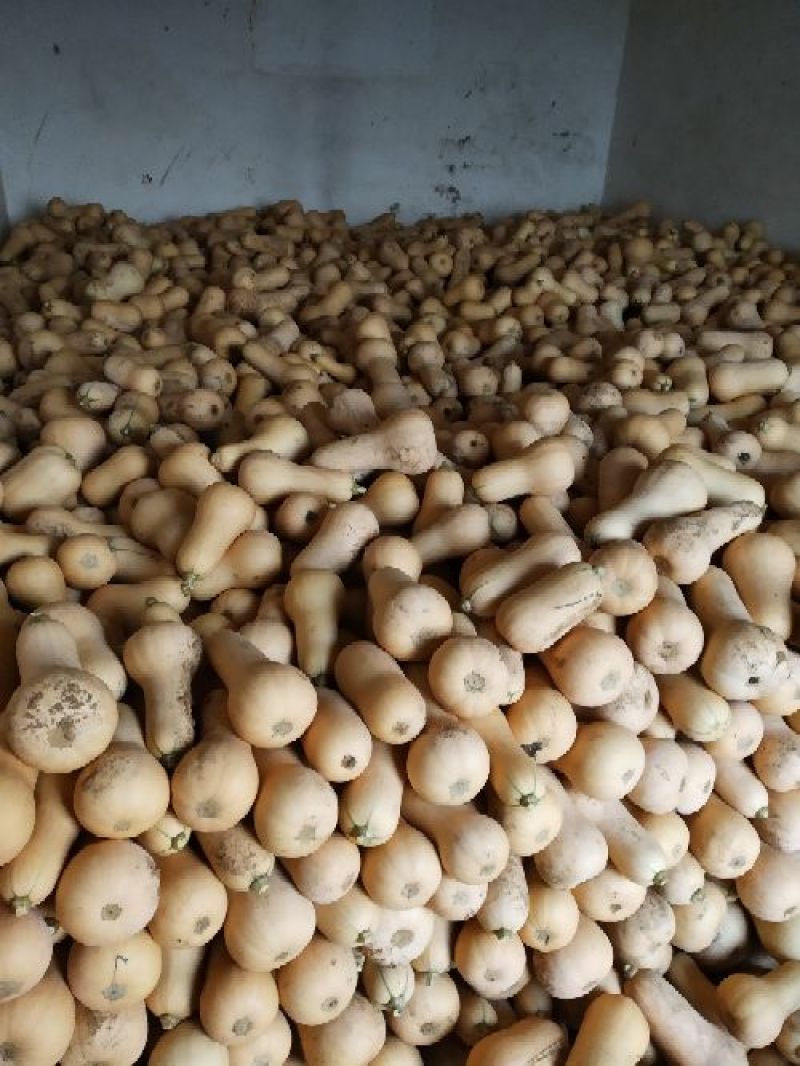 奶油南瓜