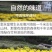 金丝皇菊茶一级