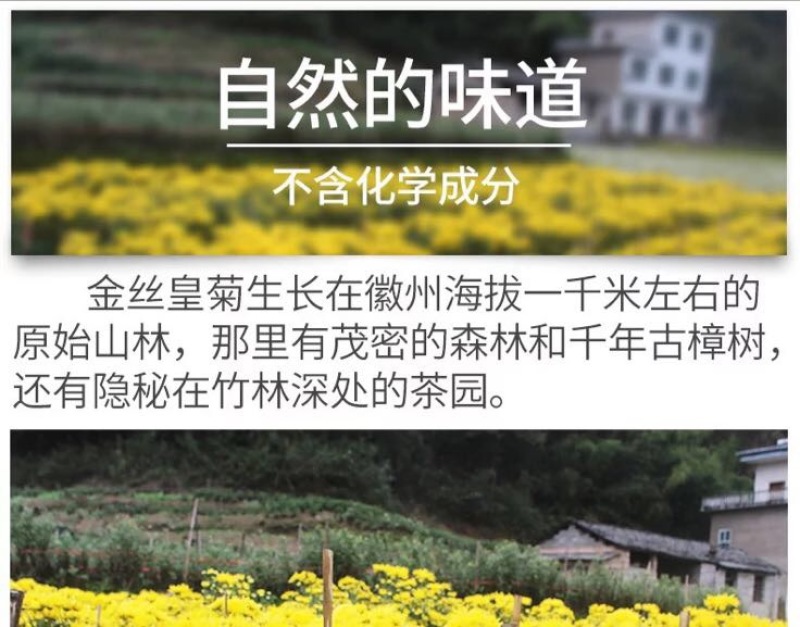 金丝皇菊茶一级